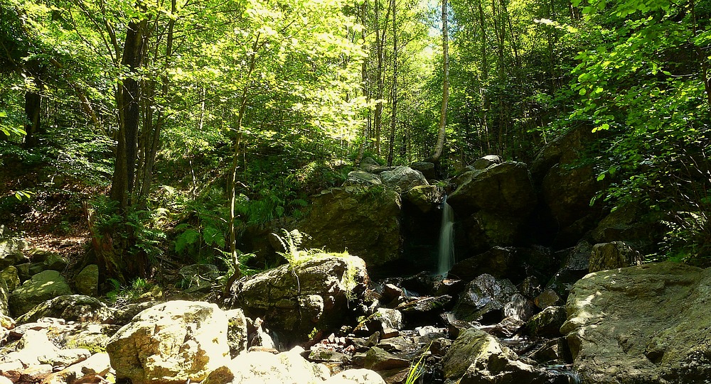 The Living Forest (3) : waterfall