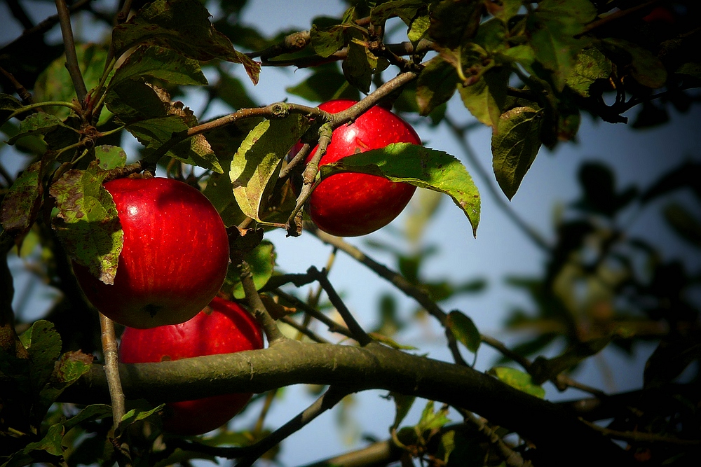 The Living Forest (300) : Wild Apple