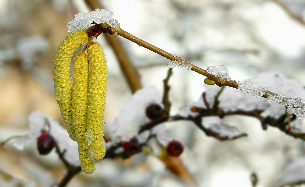 The Living Forest (302) : Hazel catkins