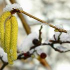 The Living Forest (302) : Hazel catkins