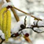 The Living Forest (302) : Hazel catkins