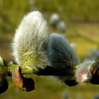 The Living Forest (303) : Willow Catkins