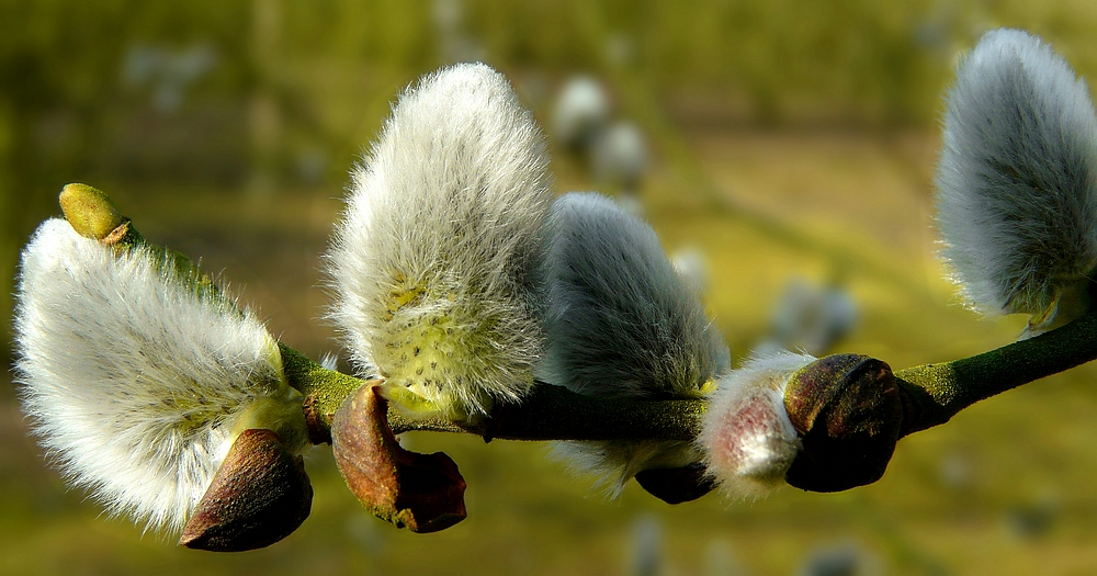 The Living Forest (303) : Willow Catkins