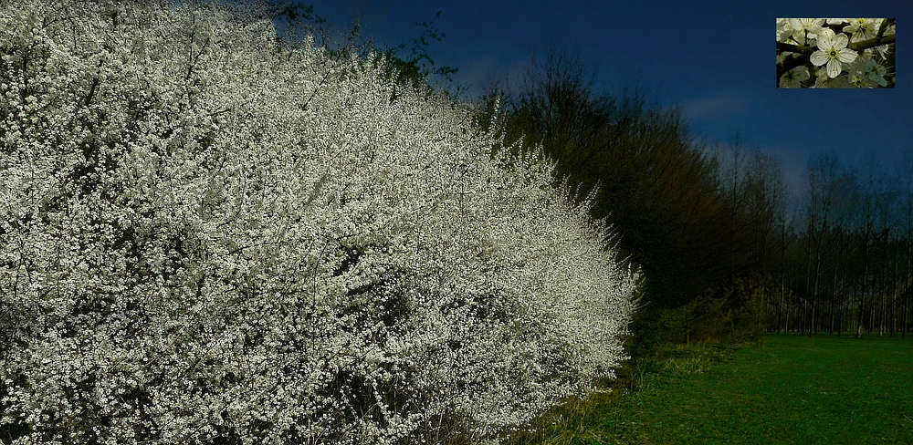 The Living Forest (304) : Blackthorn