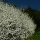 The Living Forest (304) : Blackthorn
