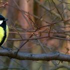 The Living Forest (305) : Great Tit