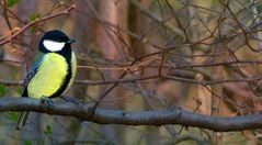 The Living Forest (305) : Great Tit