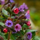 The Living Forest (306) : Lungwort