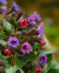 The Living Forest (306) : Lungwort