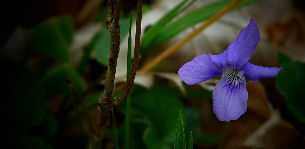 The Living Forest (307) : Common Dog-violet