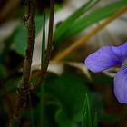 The Living Forest (307) : Common Dog-violet