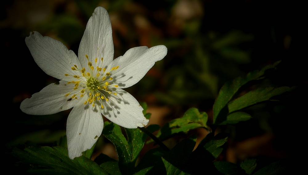 The Living Forest (308) : Wood Anemone