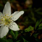 The Living Forest (308) : Wood Anemone