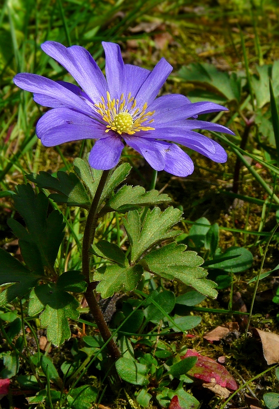 The Living Forest (309) : Grecian Windflower