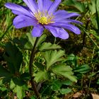 The Living Forest (309) : Grecian Windflower