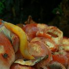 The Living Forest (31) : Yellow slug on Brick tuft.