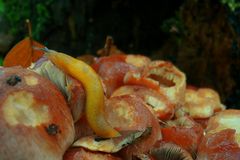 The Living Forest (31) : Yellow slug on Brick tuft.