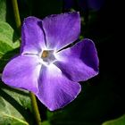 The Living Forest (310) : Lesser Periwinkle