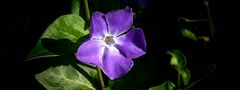 The Living Forest (310) : Lesser Periwinkle