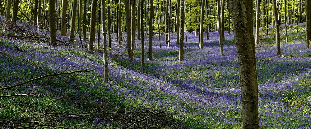 The Living Forest (311) : A sea of Bluebells