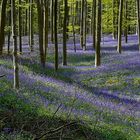 The Living Forest (311) : A sea of Bluebells