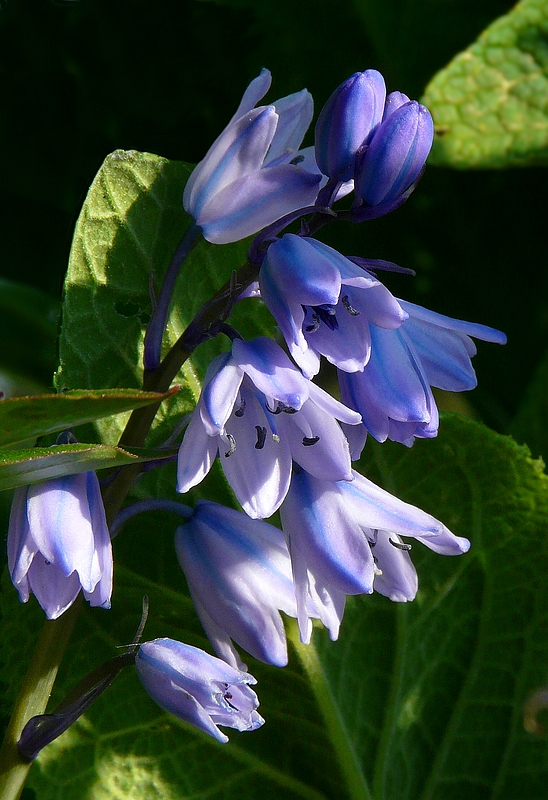 The Living Forest (312) : Common Bluebell