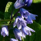 The Living Forest (312) : Common Bluebell