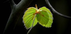 The Living Forest (313) : Birth of a leaf