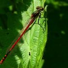 The Living Forest (314) : Large Red Damselfly