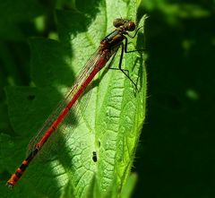 The Living Forest (314) : Large Red Damselfly