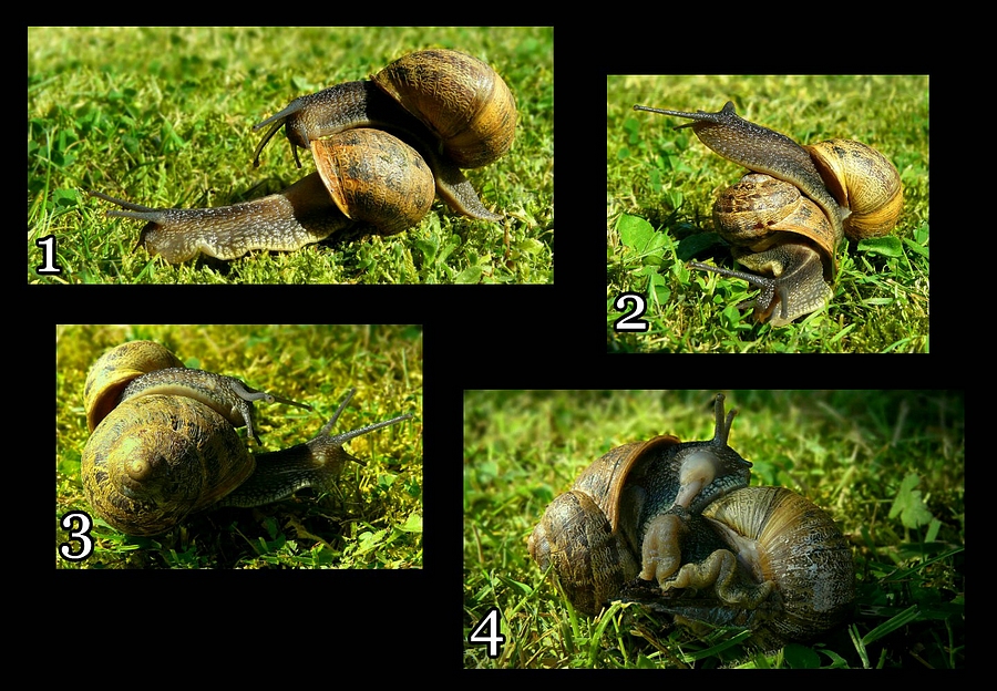 The Living Forest (315) mating snails photo & image nature, animals