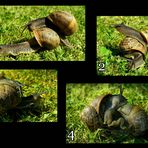 The Living Forest (315) : mating snails
