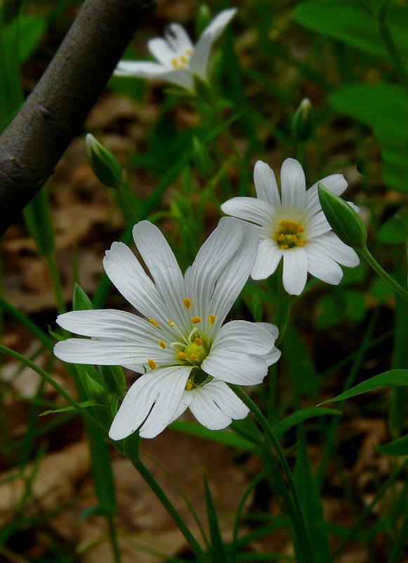 The Living Forest (316) : Greater Stitchwort