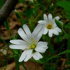 The Living Forest (316) : Greater Stitchwort