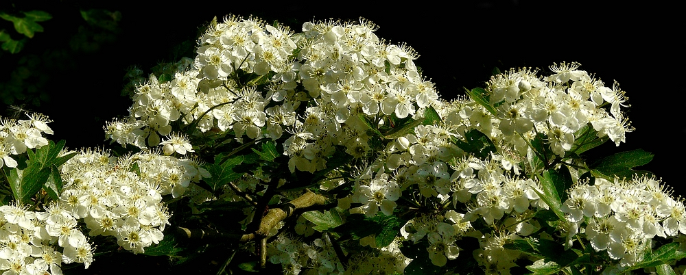 The Living Forest (317) : Common Hawthorn