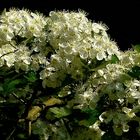 The Living Forest (317) : Common Hawthorn