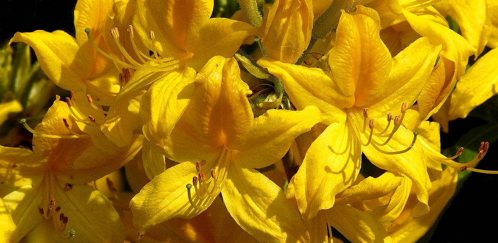 The Living Forest (318) : Honeysuckle Azalea