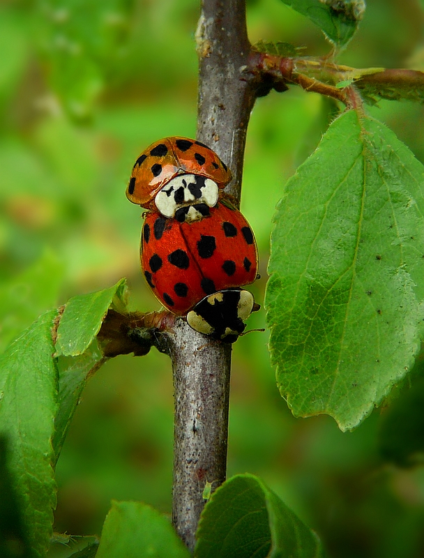 The Living Forest (319) : Harlequin Ladybirds