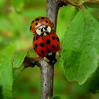 The Living Forest (319) : Harlequin Ladybirds