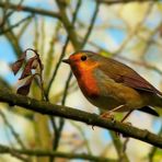 The Living Forest (32) : European Robin