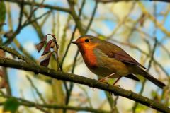 The Living Forest (32) : European Robin