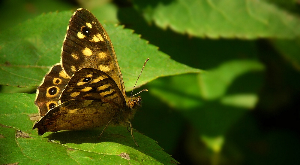 The Living Forest (321) : Speckled Wood