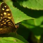 The Living Forest (321) : Speckled Wood