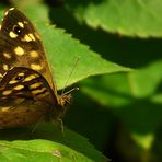 The Living Forest (321) : Speckled Wood
