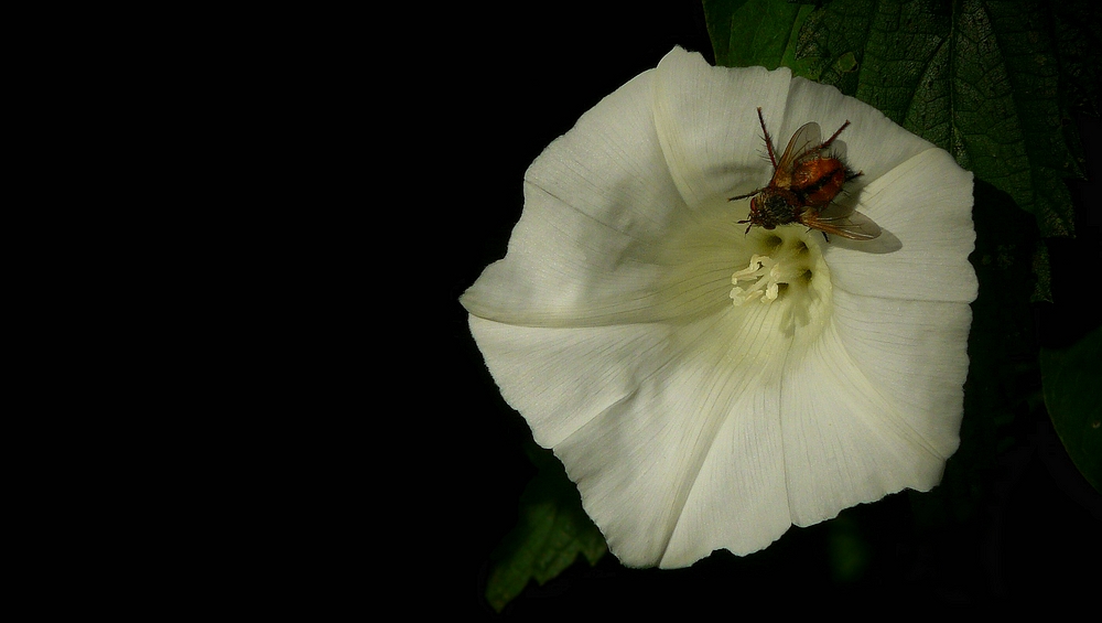 The Living Forest (325) : Hedge Bindweed