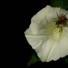 The Living Forest (325) : Hedge Bindweed