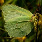 The Living Forest (326) : Brimstone