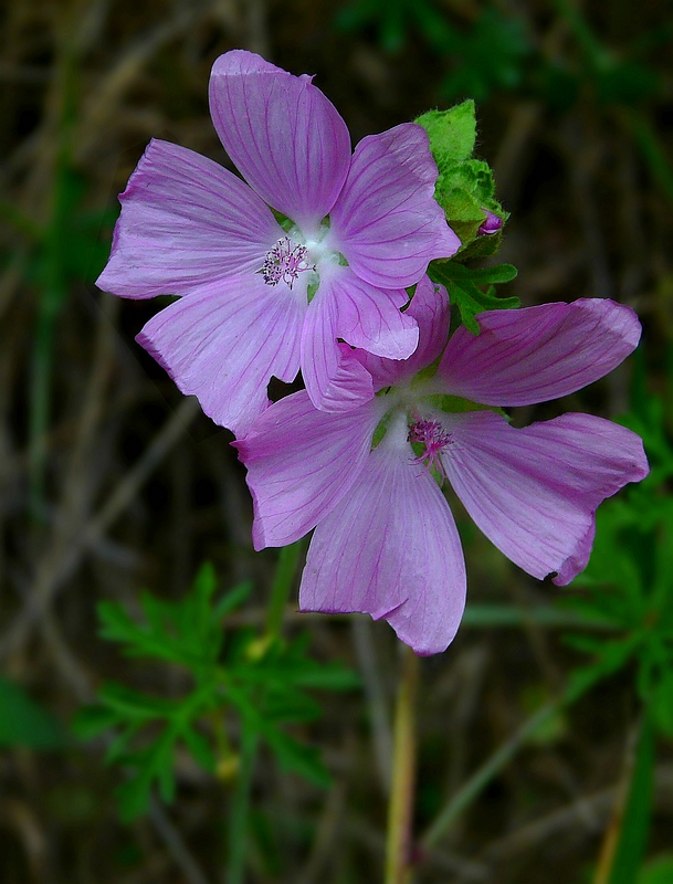 The Living Forest (327) : Musk-Mallow