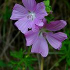 The Living Forest (327) : Musk-Mallow