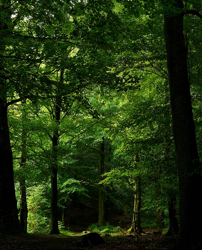 The Living Forest (328) : Green, so green…